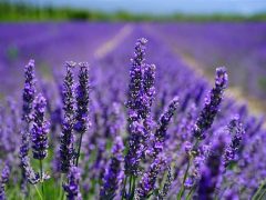 Lavanda