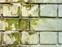 Muffa sul muro