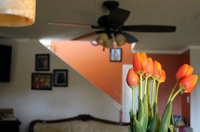 Tulipani in casa